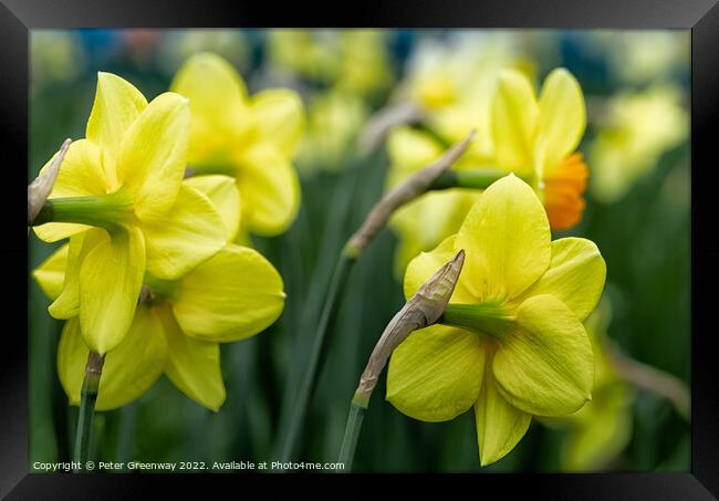Dreamy Spring Daffodils Framed Print by Peter Greenway