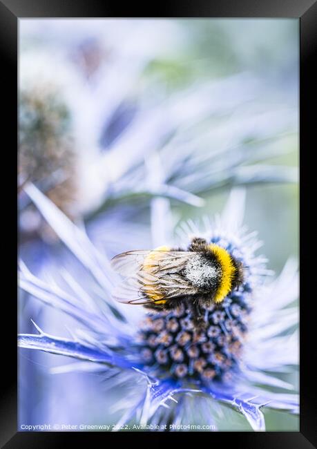 Bumble Bee On A Scottish Thistle Framed Print by Peter Greenway
