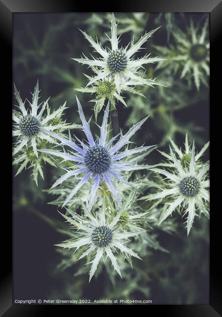 Eryngium Thistle ( 'Big Blue' ) Framed Print by Peter Greenway