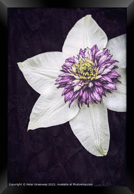 Purple Clematis Flower Framed Print by Peter Greenway