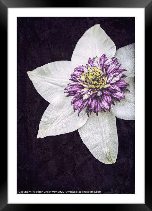Purple Clematis Flower Framed Mounted Print by Peter Greenway