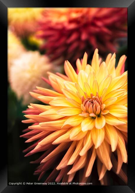 Award Winning Show Dahlia At Wisley Gardens Framed Print by Peter Greenway