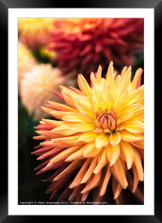 Award Winning Show Dahlia At Wisley Gardens Framed Mounted Print by Peter Greenway