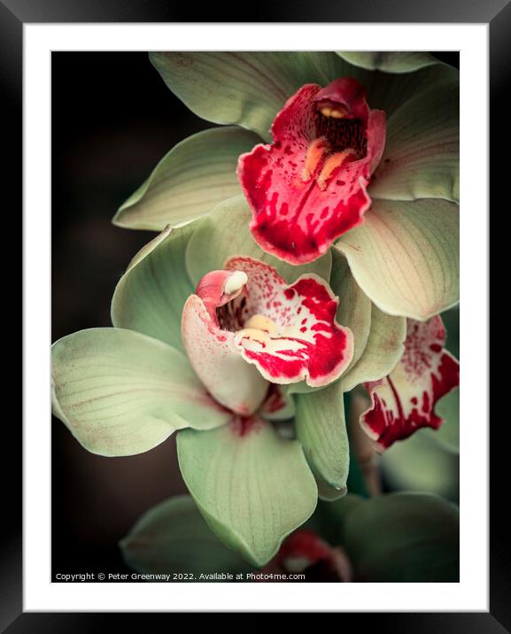 Orchids At The Orchid Festival At Kew Gardens, Ric Framed Mounted Print by Peter Greenway