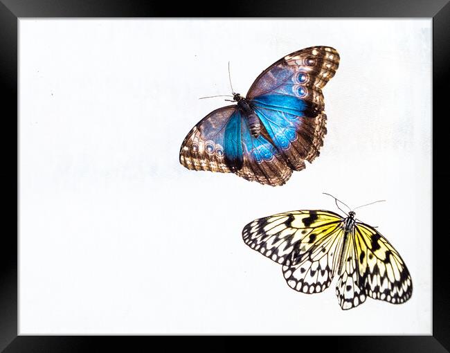 'Blue Morpho' & 'Tree Nymph' Butterflies In Blenheim Palace Butt Framed Print by Peter Greenway