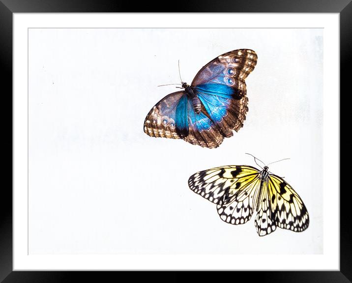 'Blue Morpho' & 'Tree Nymph' Butterflies In Blenheim Palace Butt Framed Mounted Print by Peter Greenway
