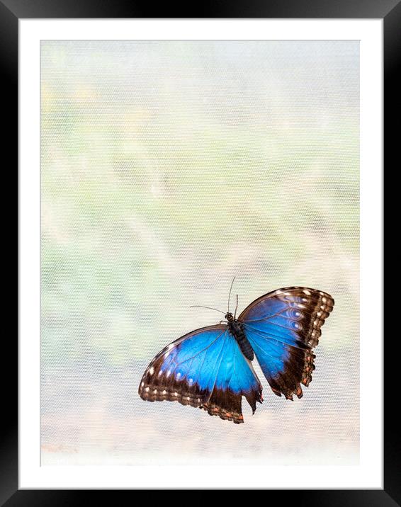 'Blue Morpho' Butterfly In Blenheim Palace Butterfly House Framed Mounted Print by Peter Greenway