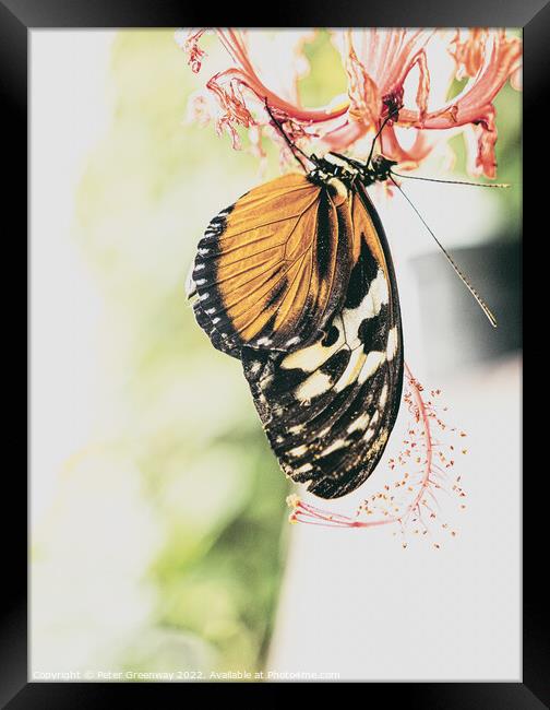 'Plain Tiger' Butterfly Framed Print by Peter Greenway