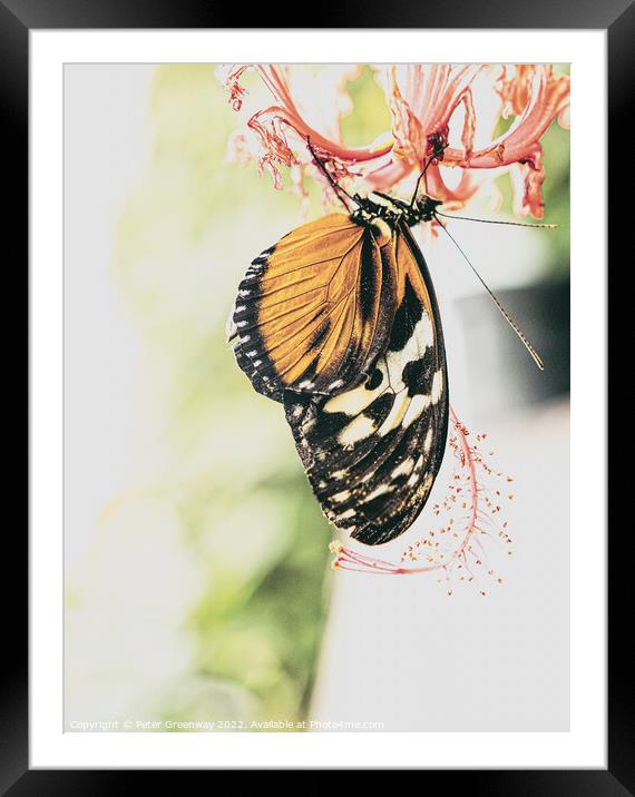 'Plain Tiger' Butterfly Framed Mounted Print by Peter Greenway