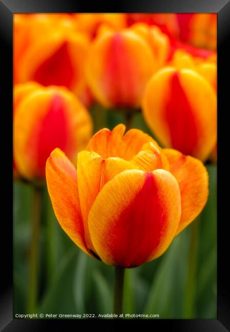 Orange Tulips On the Parterre At Waddesdon Manor, Berkshire Framed Print by Peter Greenway