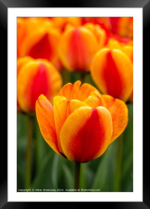 Orange Tulips On the Parterre At Waddesdon Manor, Berkshire Framed Mounted Print by Peter Greenway