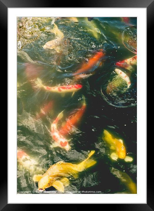 Koi Carp In The Ornamental Ponds Of Nan Lian Garde Framed Mounted Print by Peter Greenway