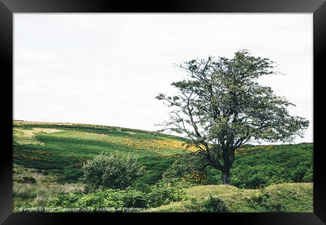 Lone Tree On Dartmoor, Devon Framed Print by Peter Greenway