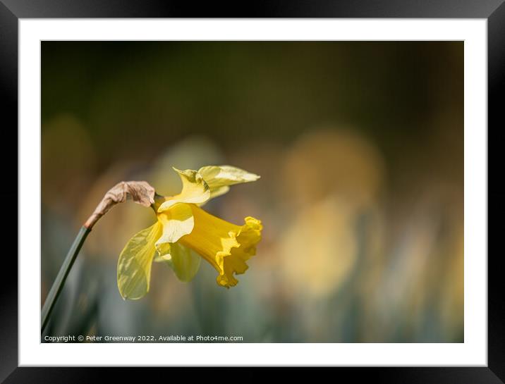 Daffodil In The Afternoon Sunshine Framed Mounted Print by Peter Greenway