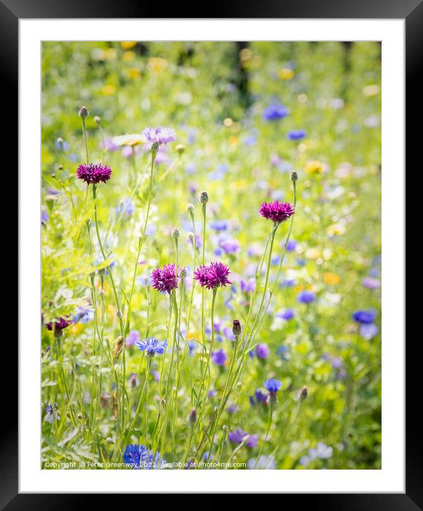 Wild English Meadow Flowers At Tatton Park, Cheshire Framed Mounted Print by Peter Greenway