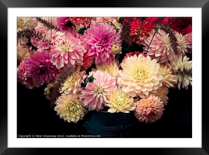 Dahlia Flowers At The RHS Wisley Flower Show Framed Mounted Print by Peter Greenway