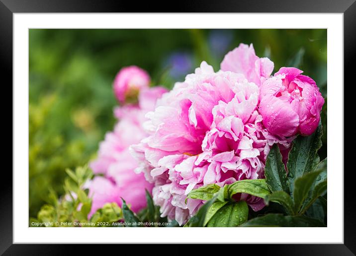 Pink Peonies ( Paeonia ) After A Rain Shower In The Walled Garde Framed Mounted Print by Peter Greenway