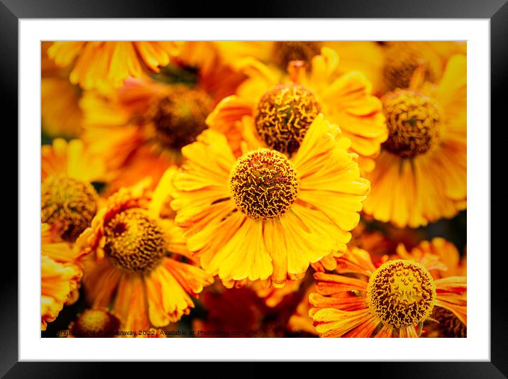 Helenium Autumnale 'Waltrut' In The Walled Garden At Rousham House Framed Mounted Print by Peter Greenway