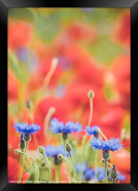 Ethereal Field Of English Meadow Flowers & Poppies In Oxfordshire Framed Print by Peter Greenway