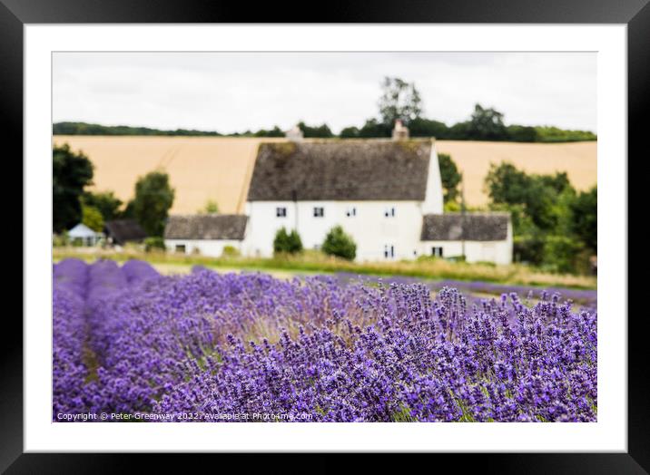 Rows Of Cotswold Lavender In The Fields At Snowshill, Worcesters Framed Mounted Print by Peter Greenway