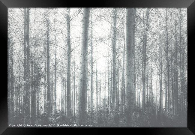 Autumnal trees in the Gypsy Lane Wood, East Hanney Oxfordshire. Framed Print by Peter Greenway