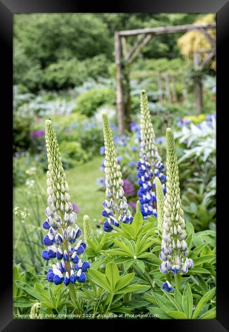 Lupins In Full Bloom In The Garden Of An English Country House Framed Print by Peter Greenway