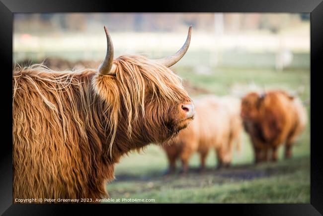 Highland Cows Framed Print by Peter Greenway
