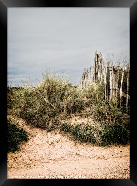 A Picket Fence & Sand Dunes On The Seafront At Dawlish Warren, D Framed Print by Peter Greenway