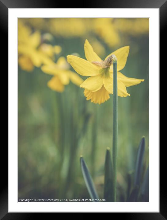 English Spring Daffodils On The Waddesdon Manor Estate In Buckinghamshire Framed Mounted Print by Peter Greenway