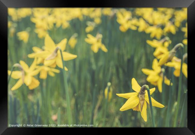 English Spring Daffodils On The Waddesdon Manor Estate In Buckinghamshire Framed Print by Peter Greenway