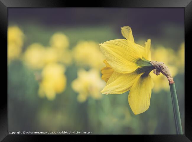 English Spring Daffodils On The Waddesdon Manor Estate In Buckinghamshire Framed Print by Peter Greenway