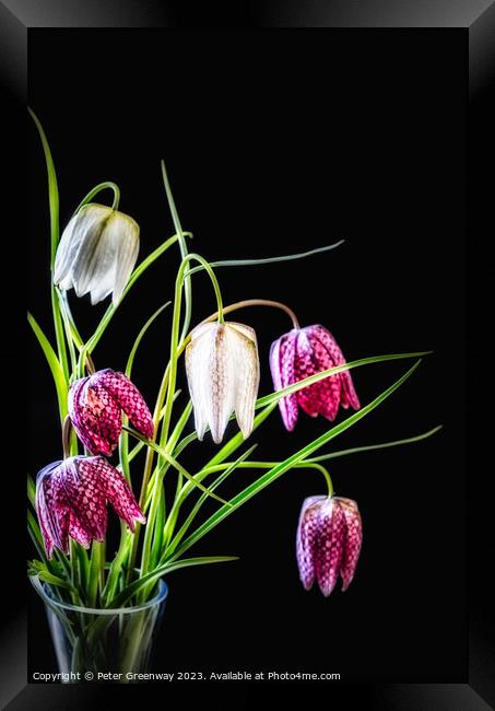 A Vase Of Purple & Cream Snake's Head Fritillary F Framed Print by Peter Greenway