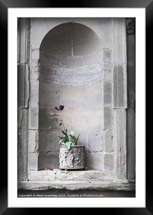 A Purple Plant In A Planter In A Recessed In A Sta Framed Mounted Print by Peter Greenway