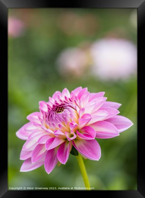 Colourful Purple Dahlias In Full Bloom Framed Print by Peter Greenway