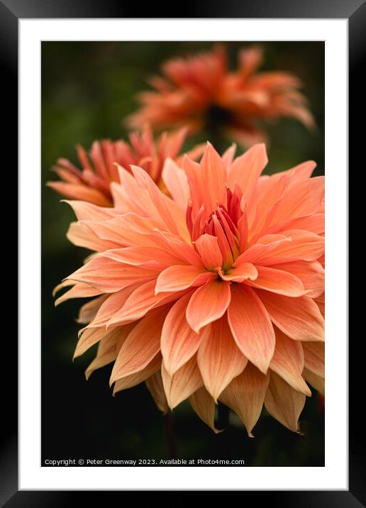 Colourful Orange Dahlias In Full Bloom Framed Mounted Print by Peter Greenway