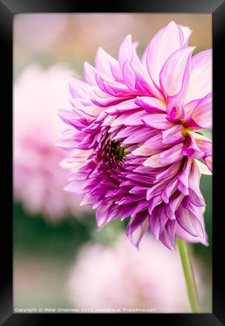 Colourful Purple Dahlias In Full Bloom Framed Print by Peter Greenway