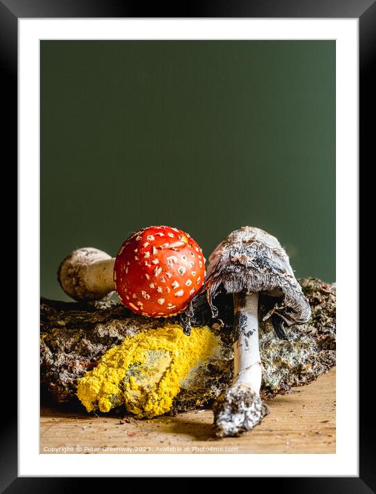 Fly Agaric, Yellow Dog Slime, Ink Cap Mushroom Still Life Framed Mounted Print by Peter Greenway
