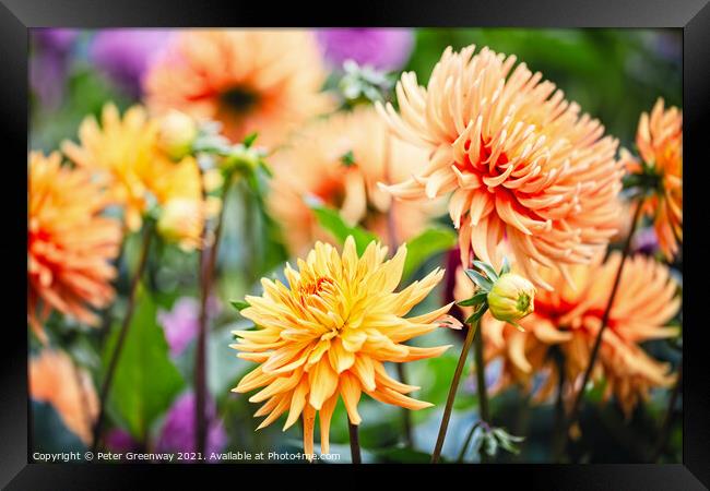 A Riot Of Yellow & Orange Dahlia's Framed Print by Peter Greenway