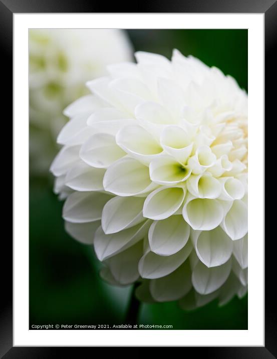 Flawless White Pom-Pom Dahlias Framed Mounted Print by Peter Greenway