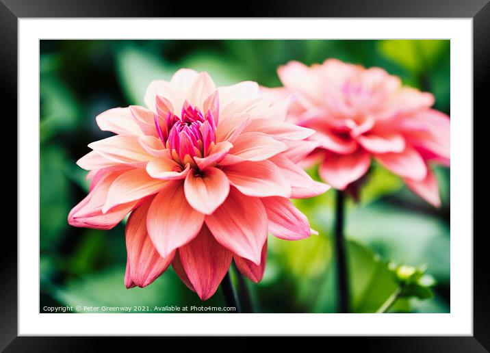 Shaggy Pink Dahlias Framed Mounted Print by Peter Greenway