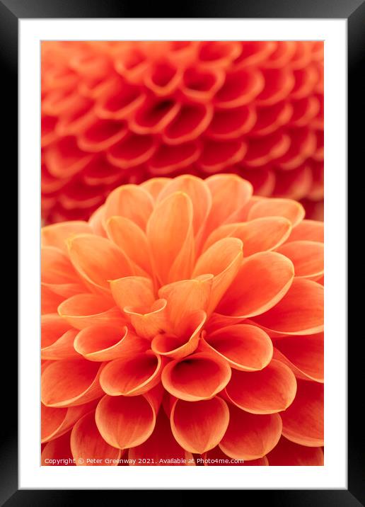 Award Winning Orange Show Dahlia Framed Mounted Print by Peter Greenway