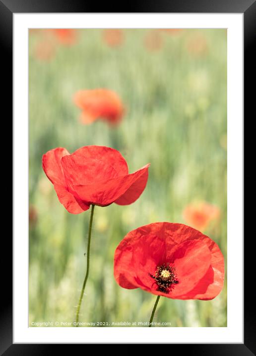 Poppies In The Fields in The Cotswolds Framed Mounted Print by Peter Greenway