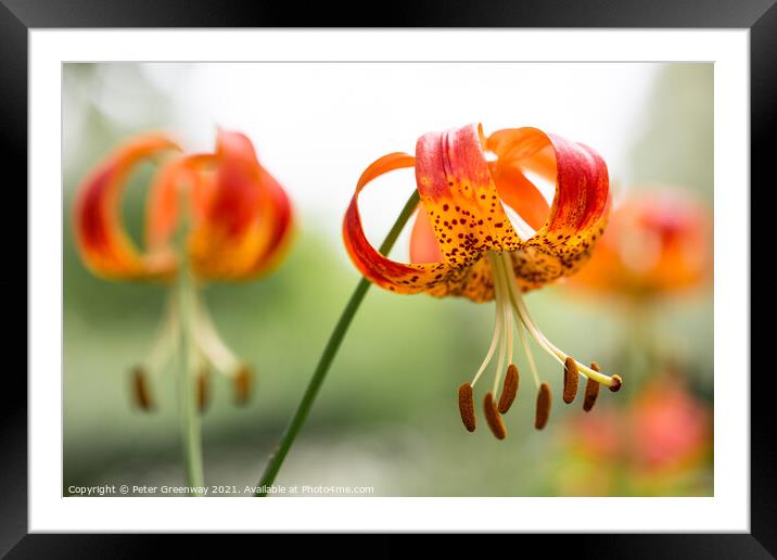 Tiger Lilies Framed Mounted Print by Peter Greenway