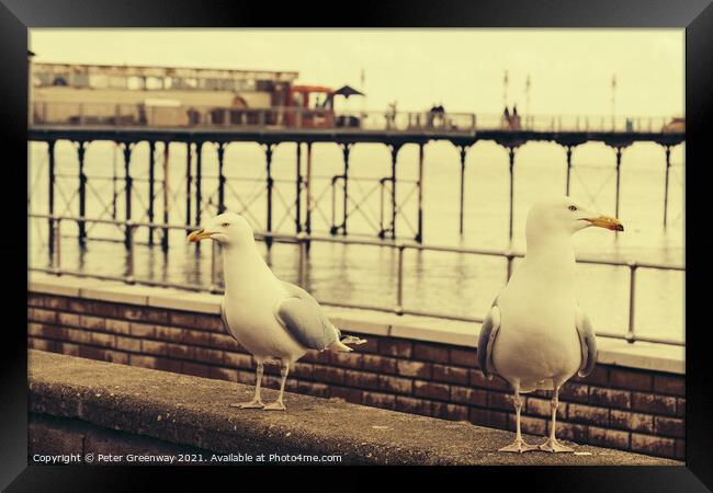 Juxtaposition Seagulls On The Lookout For Food Framed Print by Peter Greenway