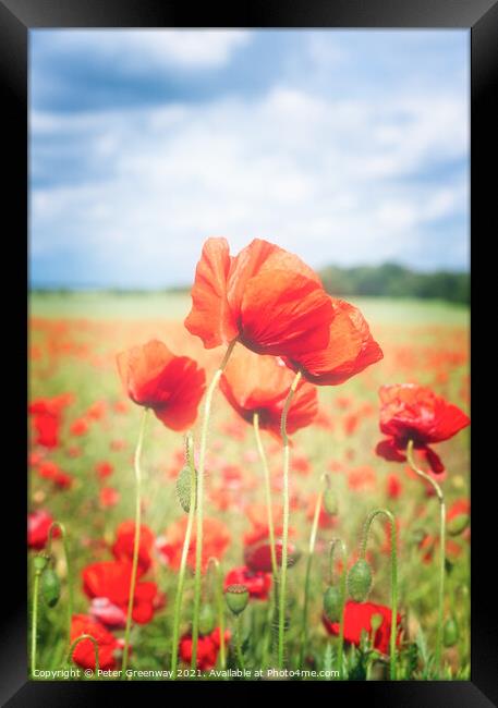 Cotswold Poppies Framed Print by Peter Greenway
