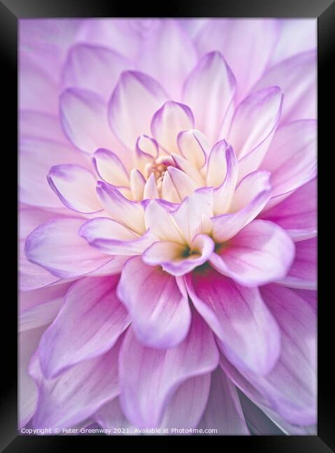 The Heart Of  A Lilac & Cream Dahlia Flower Framed Print by Peter Greenway