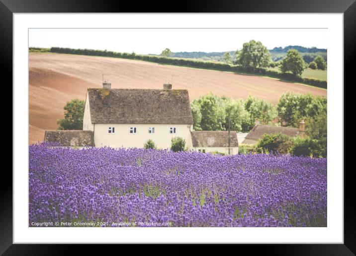 Cotswold Cottage Overlooking The Lavender Fields A Framed Mounted Print by Peter Greenway