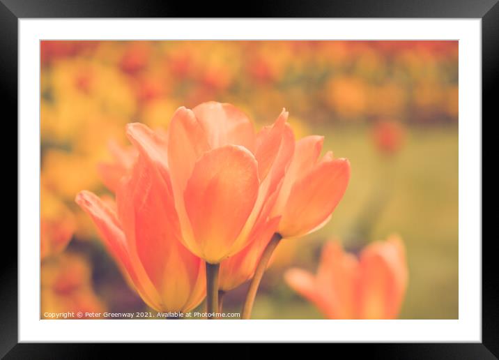 Giant Orange Tulips In Full Bloom In The Parterre  Framed Mounted Print by Peter Greenway