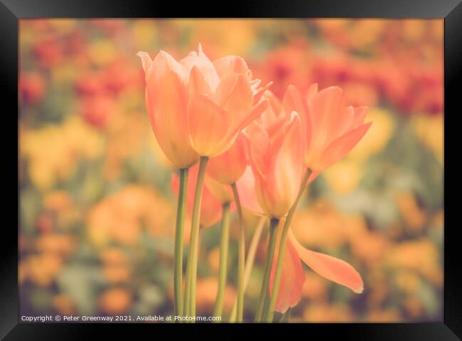 Giant Orange Tulips In Full Bloom In The Parterre At Waddesdon M Framed Print by Peter Greenway