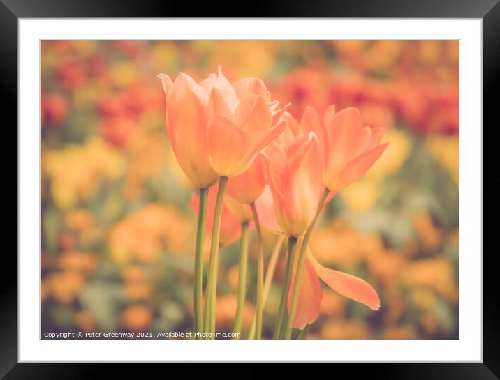 Giant Orange Tulips In Full Bloom In The Parterre At Waddesdon M Framed Mounted Print by Peter Greenway